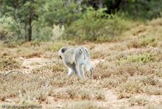Grüne Meerkatzen (57 von 67).jpg